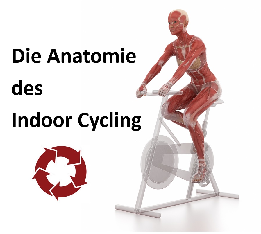 Die Anatomie des Indoor Cycling